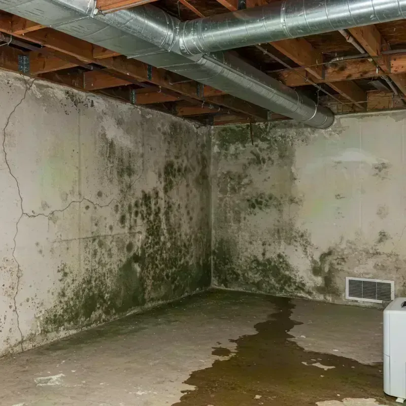 Professional Mold Removal in Fruita, CO